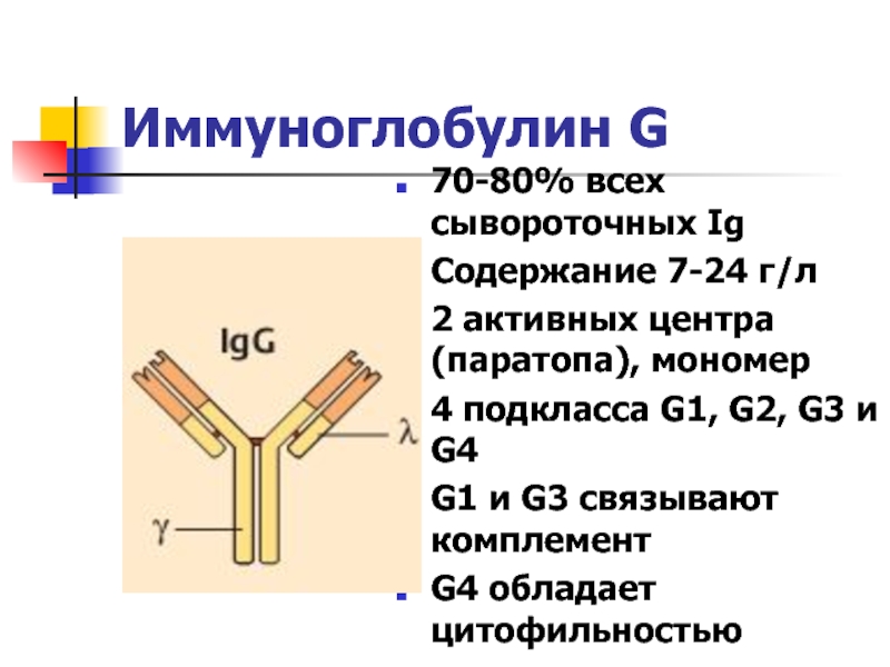 Иммуноглобулин g1 g2 g3 g4. Иммуноглобулин g3. Иммуноглобулина (Immunoglobulin, ig) g4/Каппа. Подклассы иммуноглобулинов м.