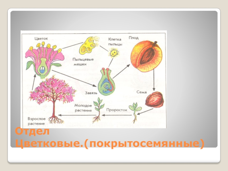 Зародыш цветковых растений развивается из. Отдел цветковые.