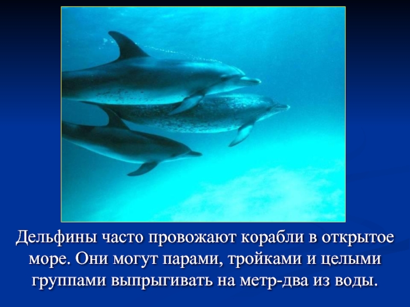 Дельфины часто провожают корабли в открытое море. Они могут парами, тройками и целыми группами выпрыгивать на метр-два