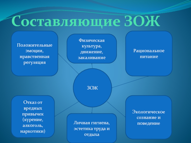 Проект составляющие зож