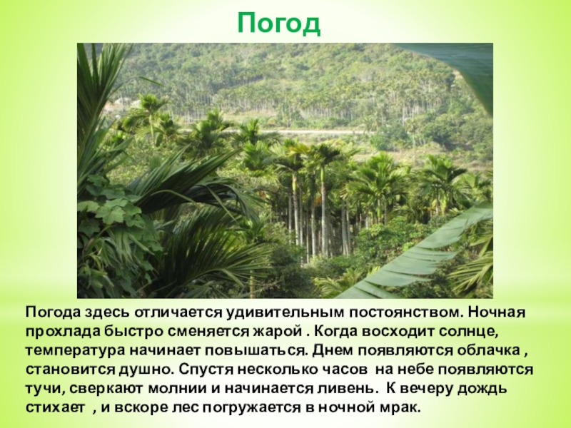 Климат растений. Тропический лес описание. Презентация на тему тропические леса. Сообщение про тропические леса. Тема для презентации тропики.