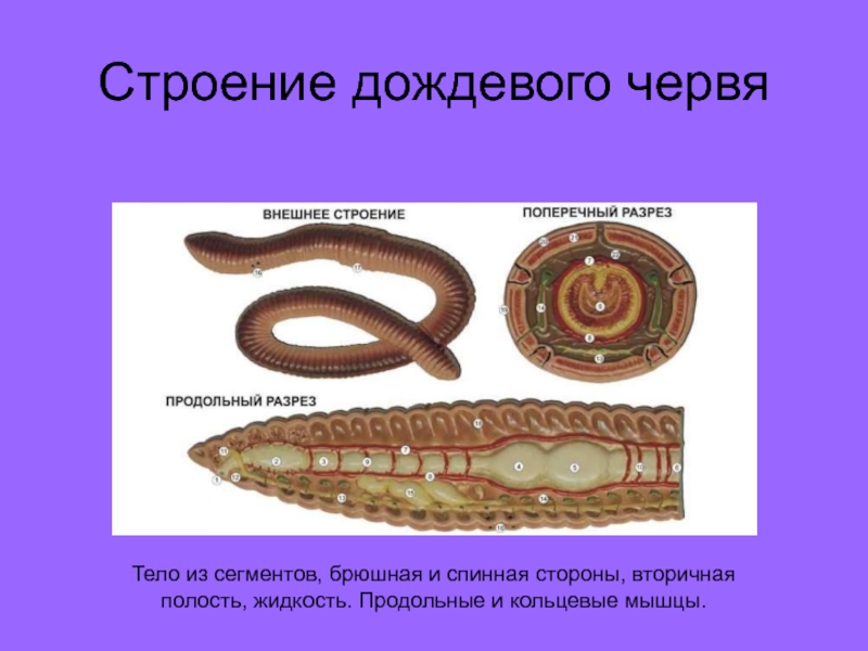 Особенности жизнедеятельности червя. Кольцевые мышцы кольчатые черви. Тип дождевые черви строение. Строение полости тела дождевого червя. Дождевые кольчатые круглые черви.
