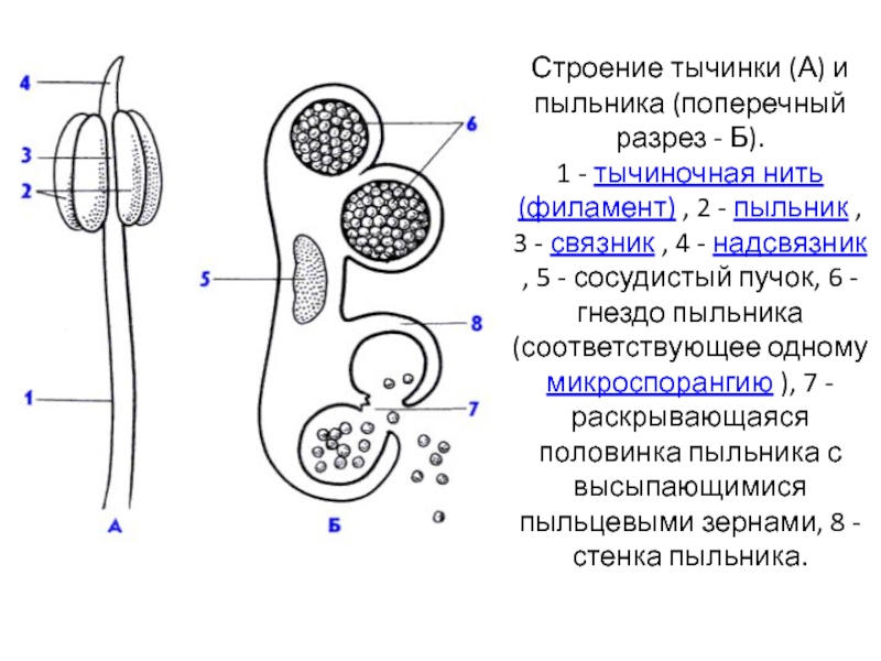 Строение тычинки. Андроцей. Строение тычинки, микроспорогенез .. Андроцей строение тычинки. Микроскопическое строение пыльника. Строение тычинки и пыльника.