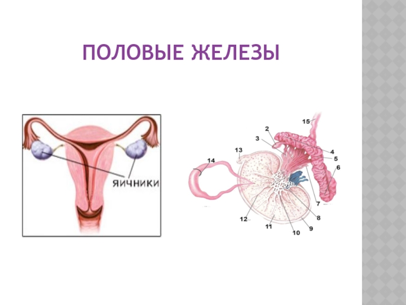 Половая железа. Половые железы у женщин. Масса женских половых желез. Женские половые железы цифровая картинка. Можно ли убрать женские половые железы.