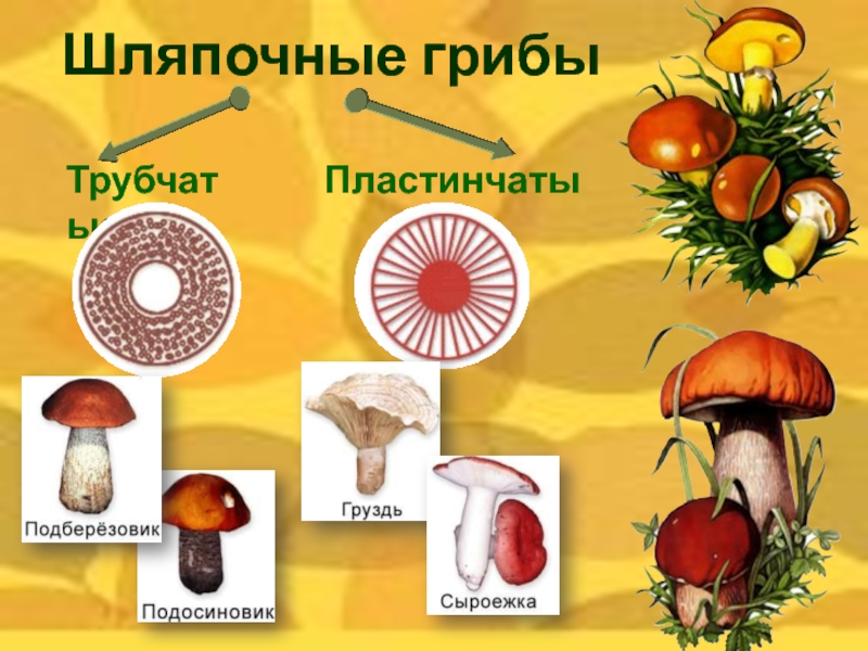 Различие пластинчатых грибов