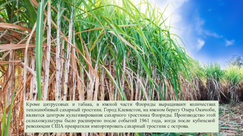 Страны выращивающие сахарный тростник. Сахарный тростник Флорида. Сахарный тростник Ямайка. Сахарный тростник Соломина. Ямс сахарный тростник.