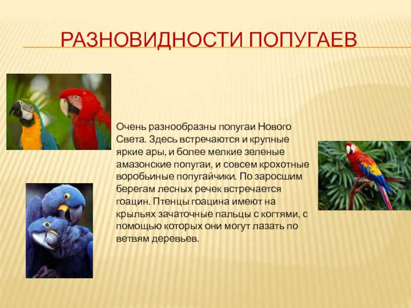 Разновидности попугаевОчень разнообразны попугаи Нового Света. Здесь встречаются и крупные яркие ары, и более мелкие зеленые амазонские