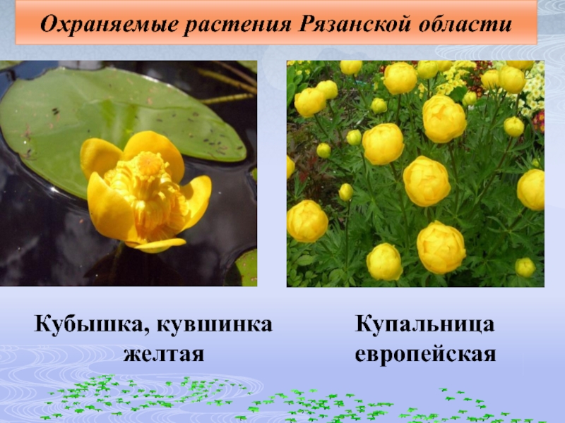 Чем отличается желтое. Кубышка купальница. Кубышка жёлтая и купальница. Кубышка купальница в Рязанской. Растения Рязанской области.