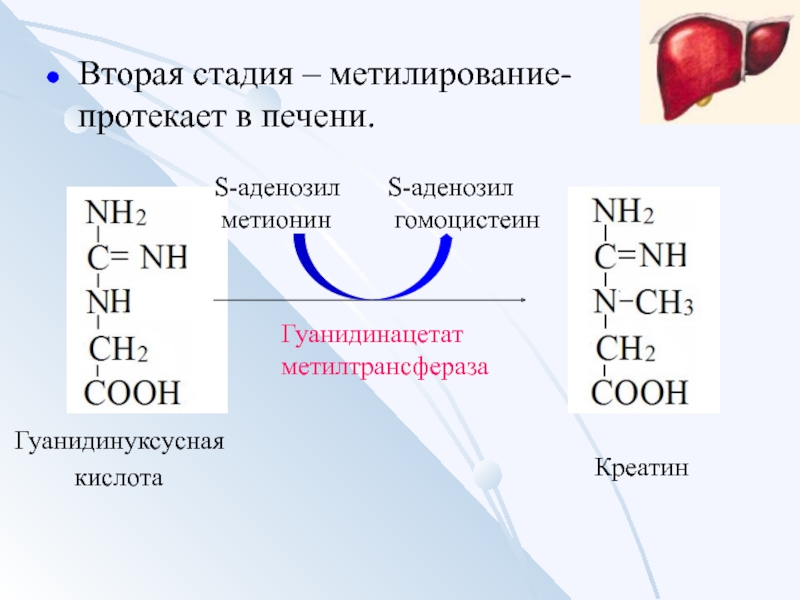 Аминокислоты 2 вариант. Гуанидинацетат метилирование. Пример реакции метилирования в печени. Гомоцистеин метилирование. Метилтрансфераза.