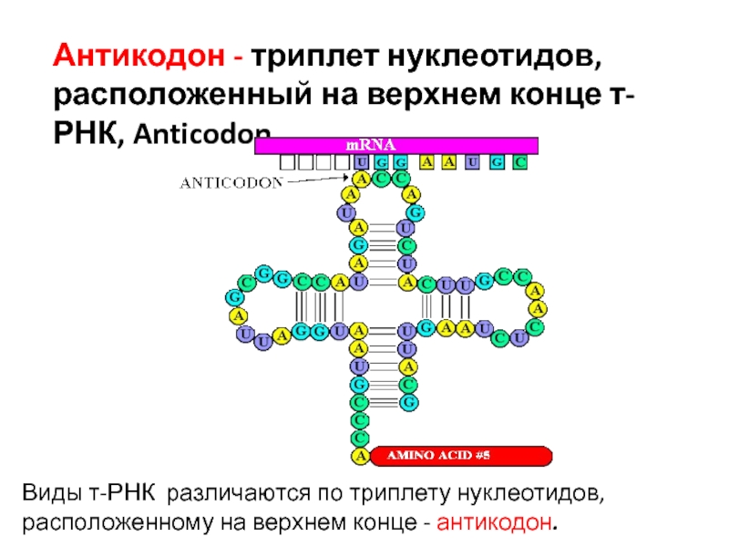 Число т рнк. Т РНК строение антикодон. Антикодоны ТРНК. Триплет кодон антикодон. Типы транспортной РНК.