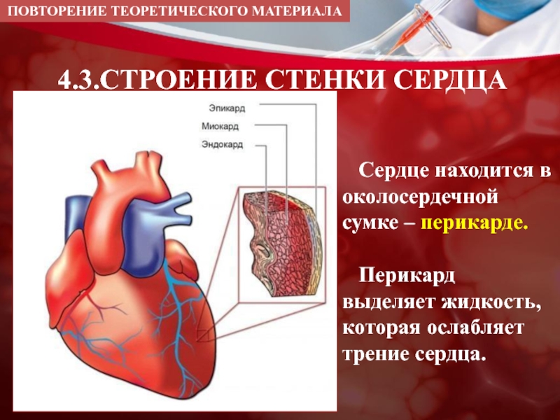 Стенки сосудов сердца. Строение стенки сердца и околосердечной сумки. Классификация вен сердца. Ангиология сердце перикард. Сердце находится в околосердечной сумке.