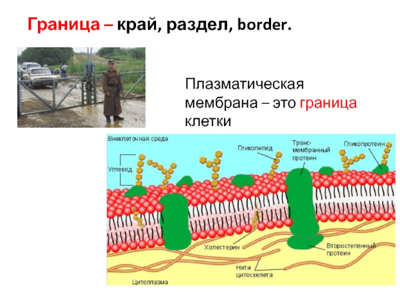 Граница это. Повреждение плазматической мембраны клетки. Разрыв плазматической мембраны. Плазматическая мембрана повреждается. Границы клетки.