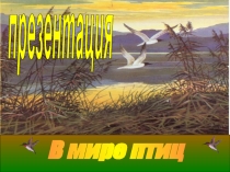 В мире птиц