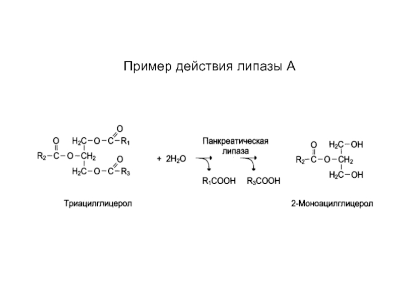 Действия реакции. Реакция катализируемая липазой. Какие реакции катализирует липаза. Реакция под действием липазы. Липаза механизм действия.