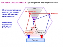 СИСТЕМА ГИПОТАЛАМУСА – долгосрочная регуляция