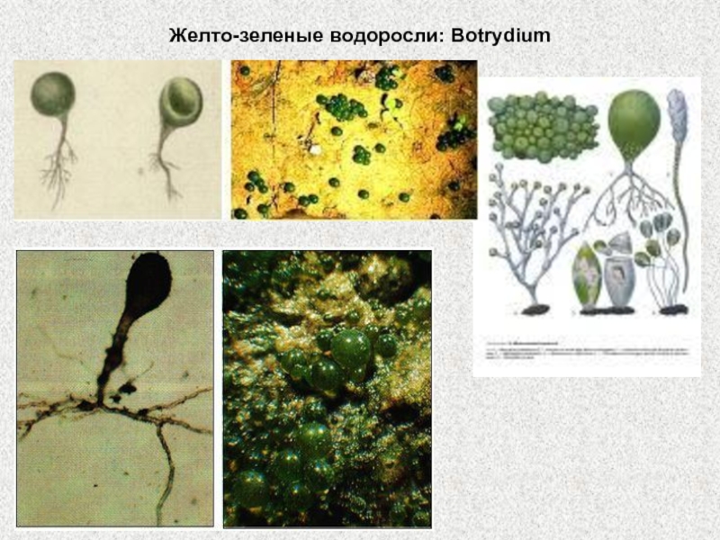 Альгология микология. Отдел жёлто-зелёные водоросли (Xanthophyta). . Xanthophyta - желто зеленые водоросли.. Ботридиум (Botrydium). Отдел желтозеленые водоросли (Xanthophyta).