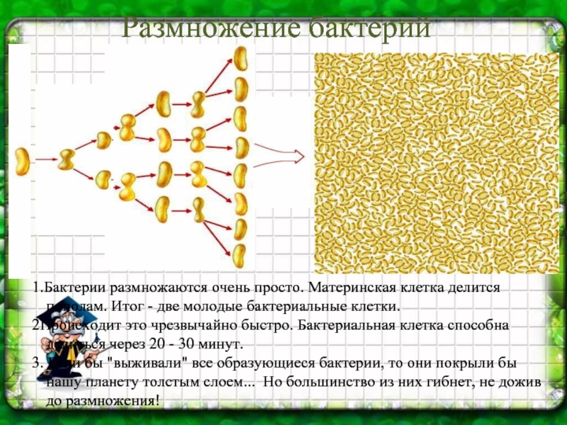 Сколько клеток. Бактериальные клетки размножаются. Бактерии древнейшая форма организмов. Клетка бактерии делится каждые 20 минут. Бактерии размножаются через каждые.