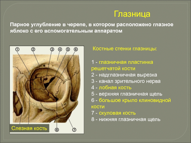 1 - глазничная пластинка решетчатой кости2 - надглазничная вырезка3 - канал зрительного нерва 4 - лобная кость5