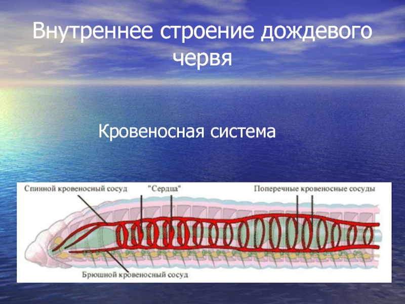 Кольцевые сосуды дождевого червя. Кровеносная система червя. Кровеносная система система дождевого червя. Строение кровеносной системы червя. Кровеносная система дождевого червя.