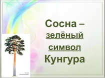 Сосна –
зелёный символ
Кунгура