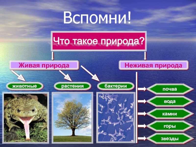 Природа живая и неживая кратко. Бактерии это Живая или неживая природа. Неживая и Живая природа 2 класс школа России. Горы Живая и неживая природа. Вода в живой и неживой природе.