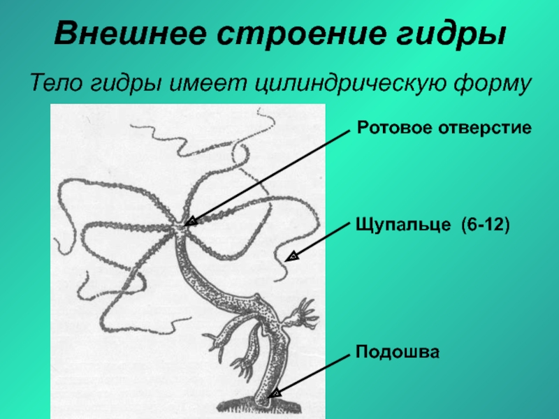 Гидра биология строение. Гидра длинностебельчатая строение. Гидра форма тела и его строение. Тело гидры имеет. Структура подошвы у гидры.
