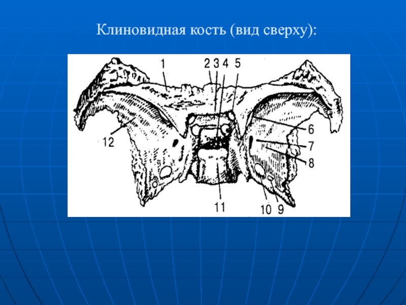 Малое крыло. Предперекрестная борозда клиновидной кости. Клиновидная кость вид сверху. Клиновидная кость на кт. Клиновидная голова.