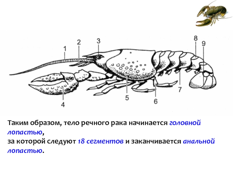 Какая часть тела речного рака обозначена на рисунке вопросительным знаком