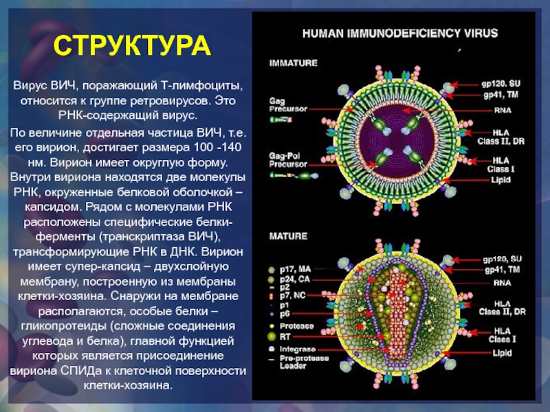 Какой вирус содержит рнк. Вирус иммунодефицита человека РНК содержащий. Строение вириона ВИЧ. Вирус ВИЧ RNA. ВИЧ инфекция РНК вирус.