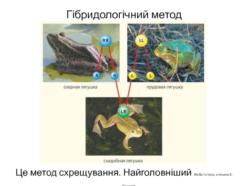 Лягушка Озерная и Прудовая. Лягушка Прудовая и Озерная разница. Классификация лягушки Озерной. Озёрная лягушка как определить пол.