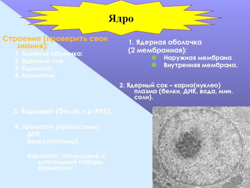 Частицы ядро оболочка. Ядро (ядрышко, ядерный сок, хроматин). Ядро ядрышко ядерная оболочка. Ядро мембрана ядерный сок ядрышко хроматин. Ядро (ядрышко, ядерный сок, хроматин) строение.