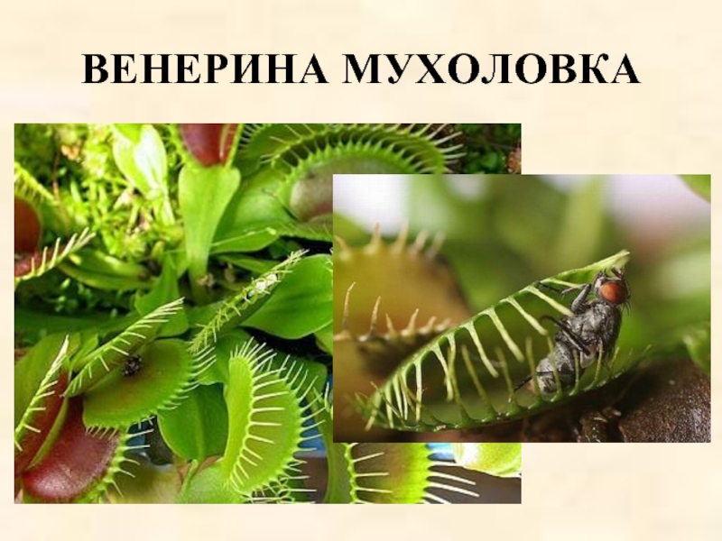 Венерина мухоловка проект