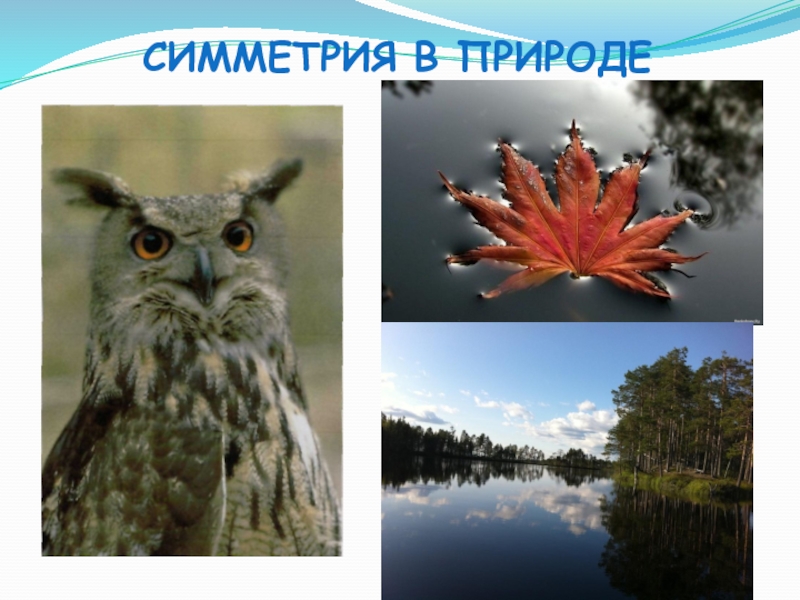 Примеры симметрии в природе. Симметрия в окружающей среде. Движение симметрии в природе. Исследование симметрии в природе. Симметрия в живой природе картинки.