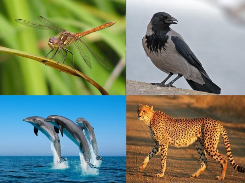 Приспособление животных к жизни в организмах. Наземно-воздушная среда обитания. Обитатели наземно-воздушной среды обитания. Наземноводзудашная среда обитания. Живые организмы наземнотаоздушной среды.