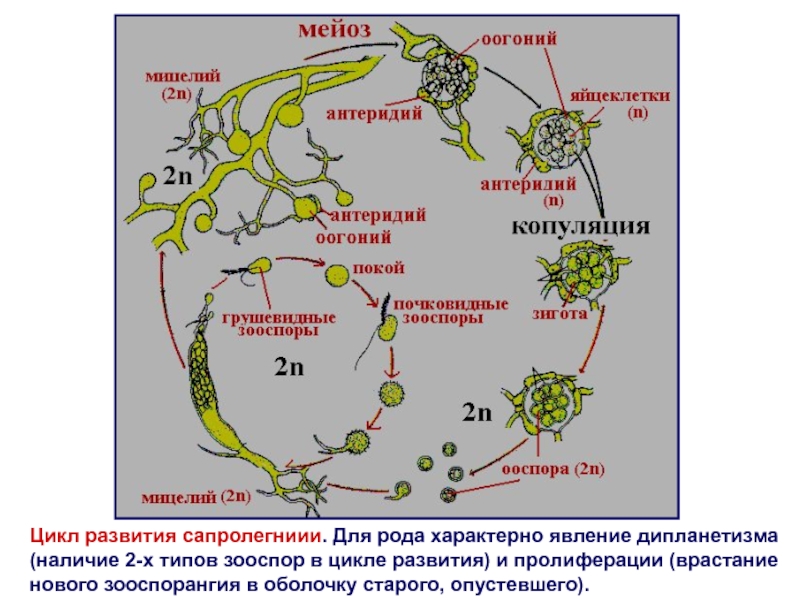 Схема кандида. Жизненный цикл ностока. Цикл развития кандиды. Зооспора в цикле развития. Жизненный цикл грибов кандида.