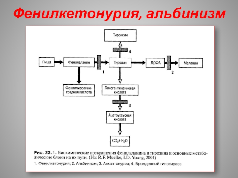 Фенилкетонурия презентация по генетике