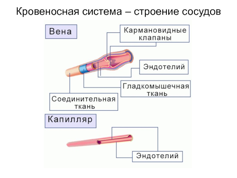 Органы кровообращения. Сосудистая система, её строение и функции Кровеносная система – строение сосудов Кровеносная система – строение сосудов