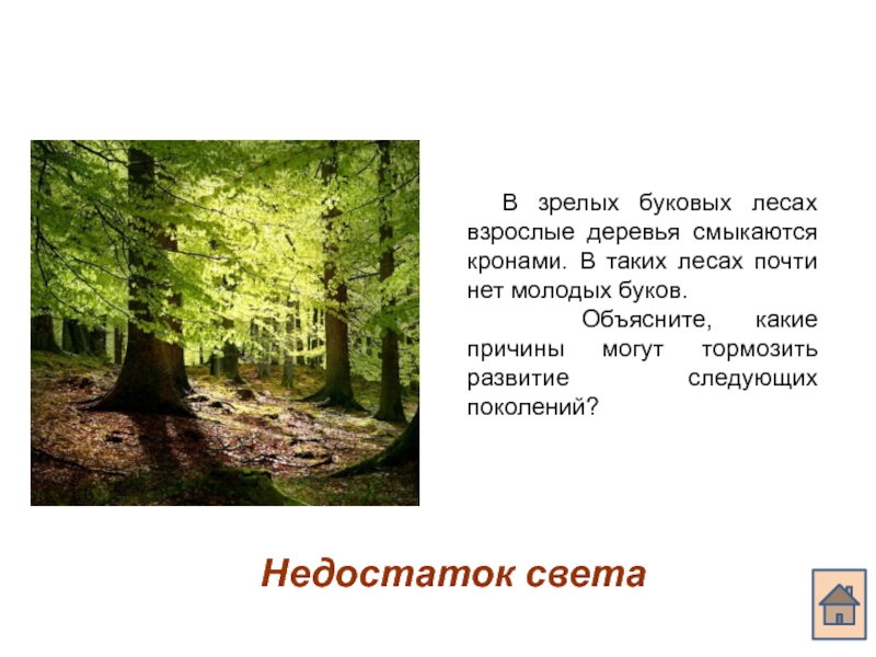 Объясните какие. В зрелых буковых лесах. В зрелых буковых лесах взрослые. Крон сомкнувшихся деревьев. Какие виды животных способны выращивать себе пищу.