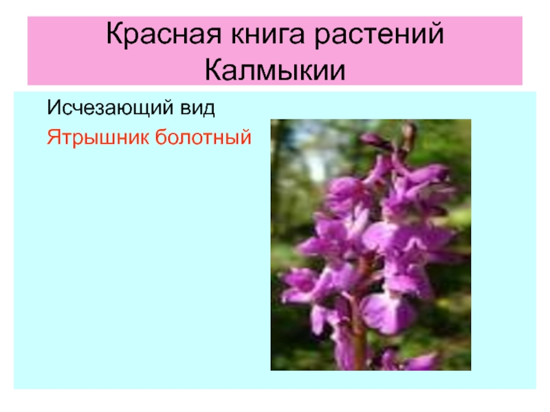 Красная книга калмыкии рисунок