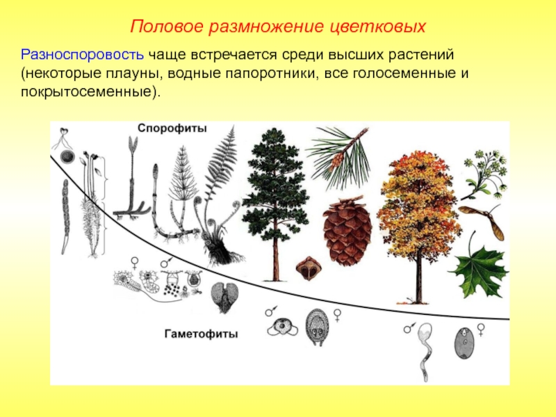 Разноспоровость чаще встречается среди высших растений (некоторые плауны, водные папоротники, все голосеменные и покрытосеменные).Половое размножение цветковых