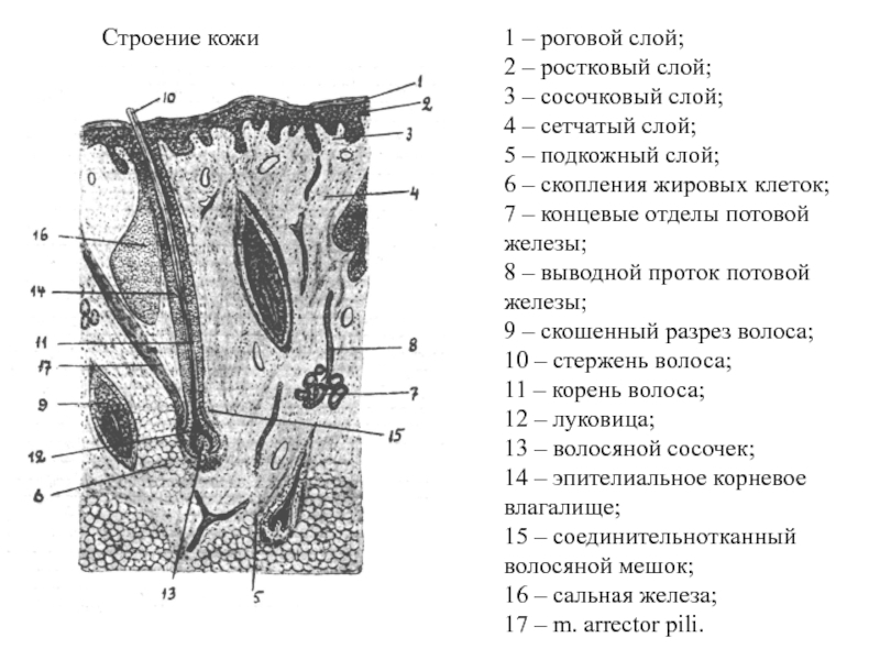 Папиллярный рисунок кожи обусловлен сосочковым слоем