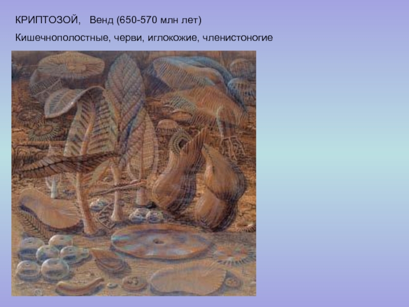 КРИПТОЗОЙ,  Венд (650-570 млн лет)Кишечнополостные, черви, иглокожие, членистоногие