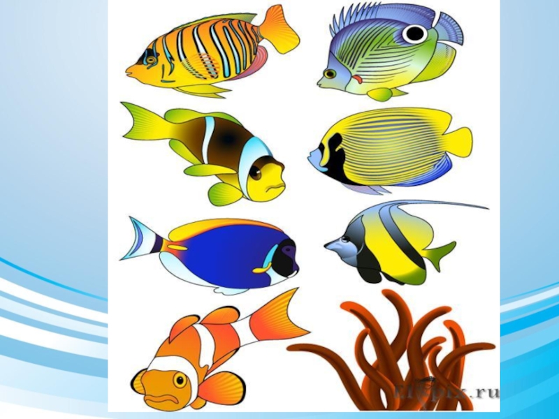Тема аквариумные рыбки средняя группа. Рыбка изо. Аквариум с рыбками для дошкольников. Изображение разных красивых рыб для детей. Красивые рыбки для детей.