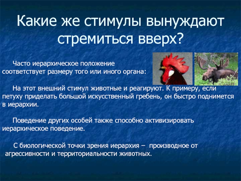 Какие положения соответствуют. Иерархическое поведение животных примеры. Поведенческие стимулы у животных это. Знаковые стимулы. Стимул для животных.