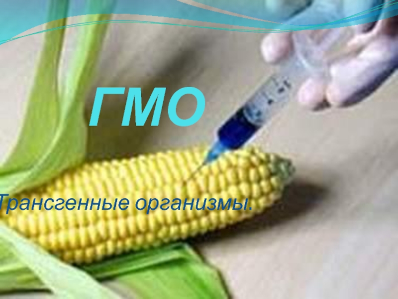 ГМО  Трансгенные организмы.