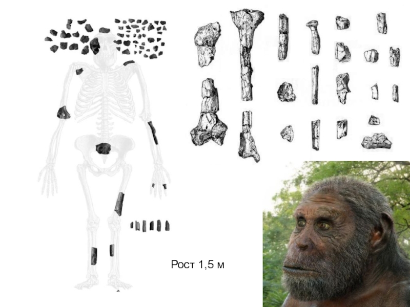 Homo rudolfensis. Хомо хомо игрушка.