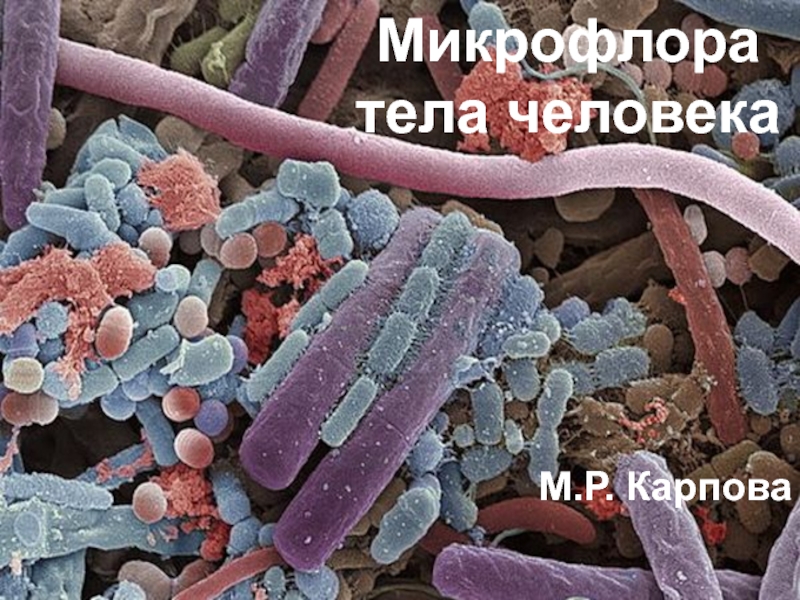 Микрофлора тела человека