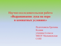 Выращивание лука на перо  в комнатных условиях