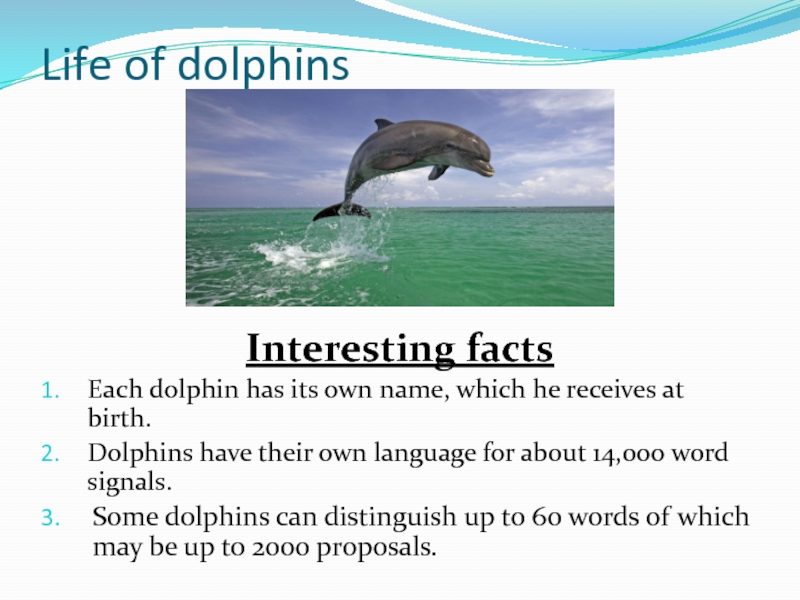 Дельфин по английски. Проект про дельфина по английскому. Interesting facts about Dolphins. Дельфины факты на английском. Дельфин транскрипция.