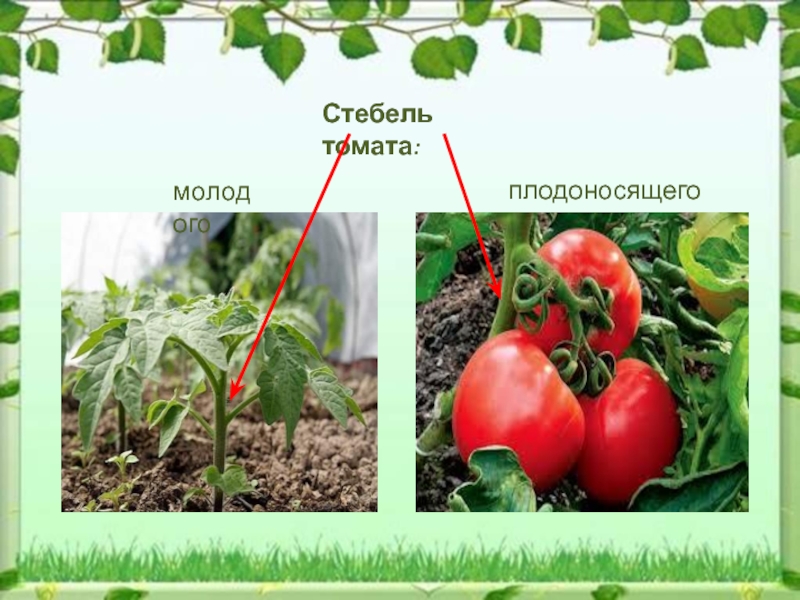 Стебель томата. Кефяви черешки томат. Строение стебля томата. Плодоножка томата. Томат сидячее или черешковое.